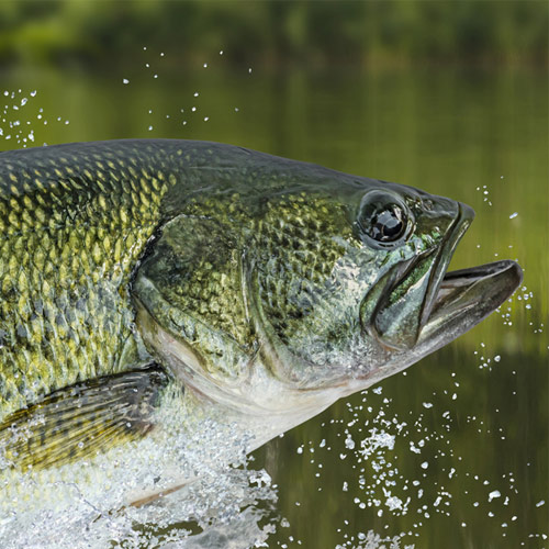 Tips on Best Times to Fish for Bass 