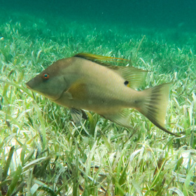 fish in the florida reef