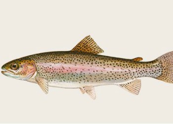 Rainbow-trout.jpg