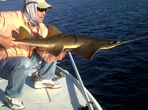 sawfish-florida-300x223-(2).jpg sawfish-florida-300x223-(2).jpg
