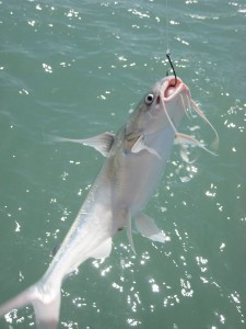 gafftopsail-catfish-225x300.jpg