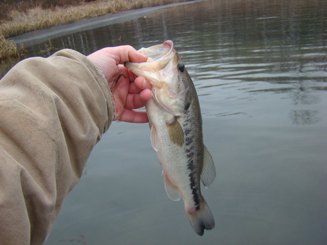 Cold-Fishing-Slower-Bass-E-(2).jpg Cold-Fishing-Slower-Bass-E-(2).jpg