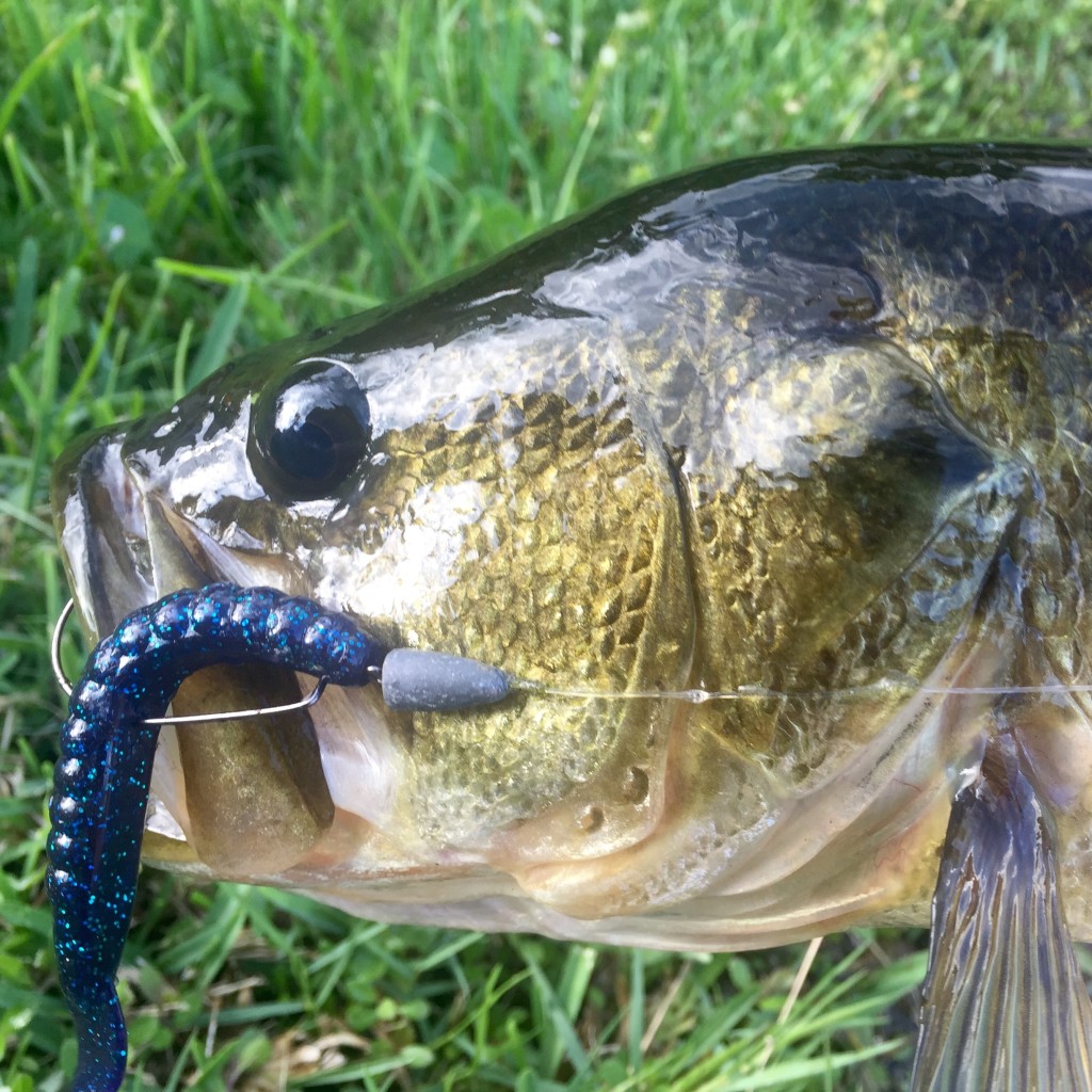 Largemouth Bass Chasing Fishing Lure Under Water