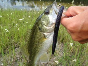 bass-thumb-300x225.jpg