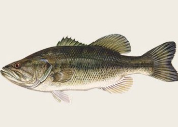 2-Largemouth-bass.jpg