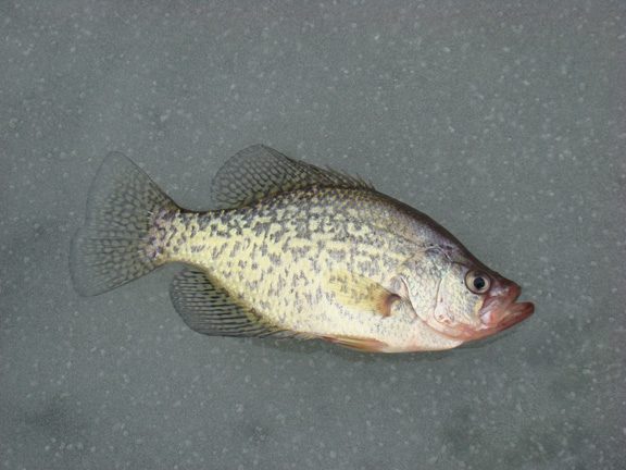 IceFishingCrappie.jpg