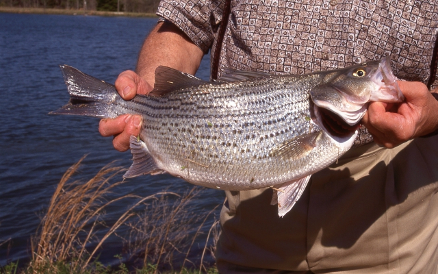 Lake-ray-hubbard-fishing640x400.jpg