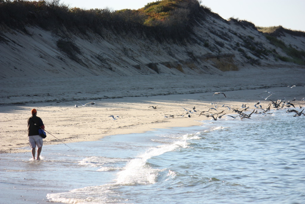 Fall-Run-Blog-1024x683-(2).jpg Fall-Run-Blog-1024x683-(2).jpg