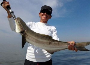 Cobia-300x219.jpg