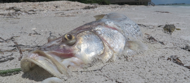 Red-tide-Florida640.jpg