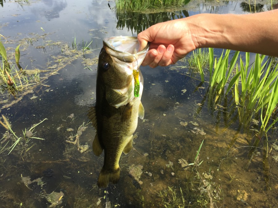 largemouth-gummy-worm-900x675.jpg