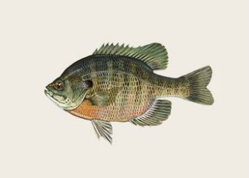 1-Bluegill.jpg