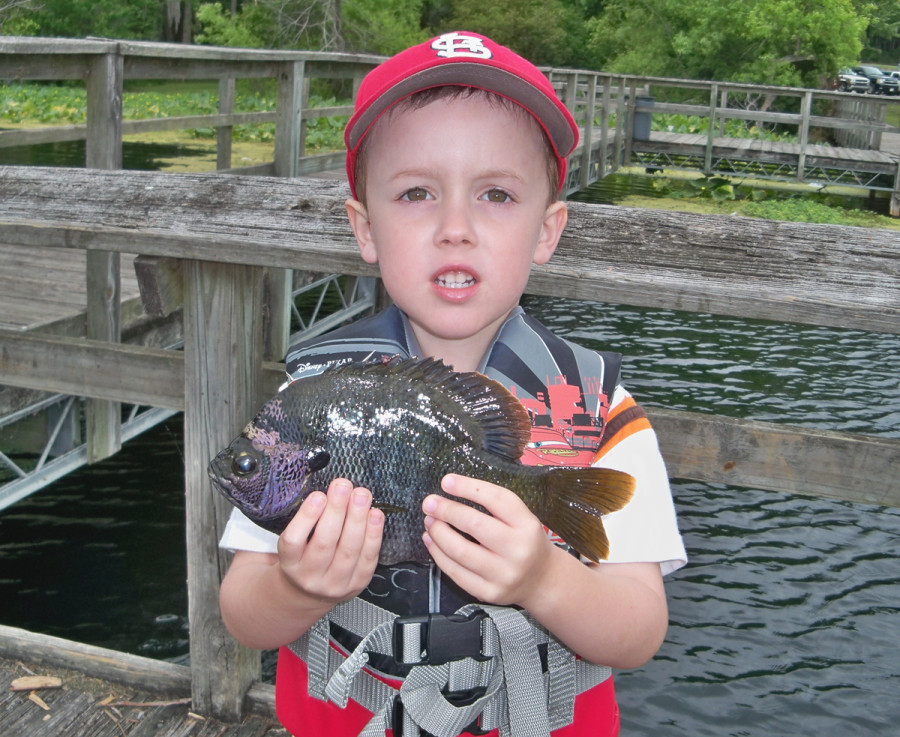 first-catch-bluegill1-900x737.jpg