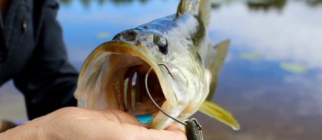 largemouth-bass-worm640x280_body.jpg