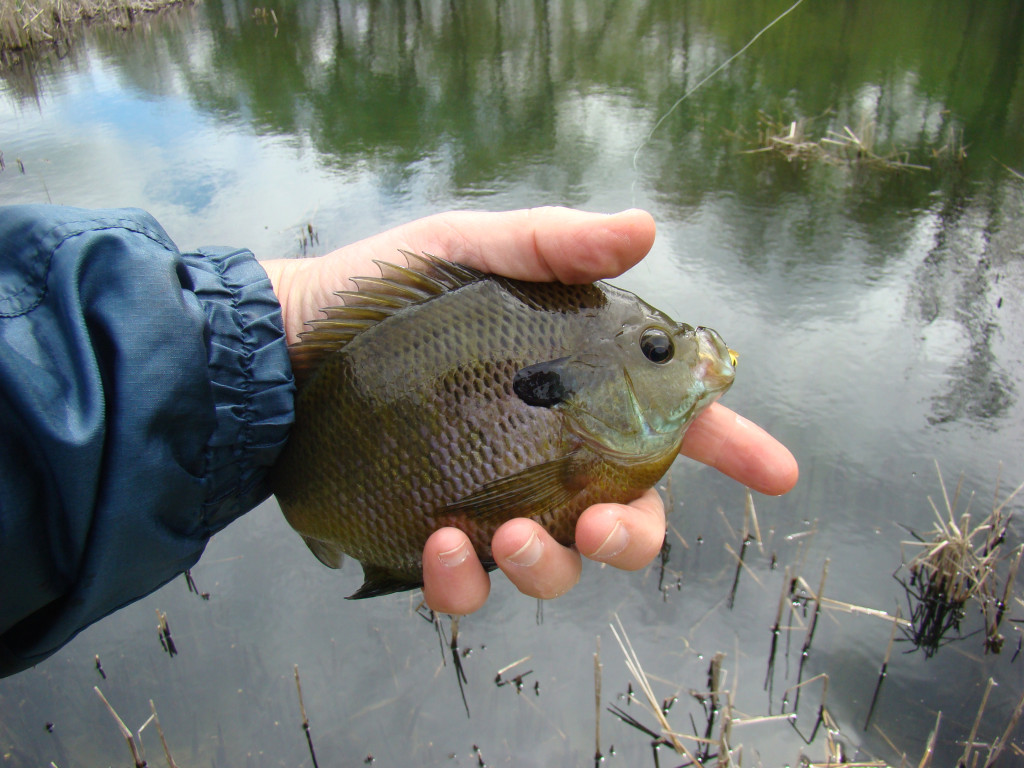 Bluegill-Pond-1024x768.jpg