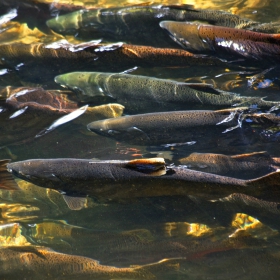 freshwater fish spawning