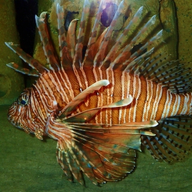 invasive fish species