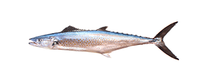 Pacific Sierra Mackerel