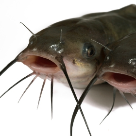 Channel Catfish Fishing Tips