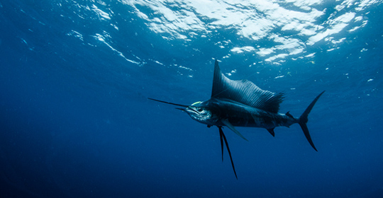 Sailfish-540x280.jpg