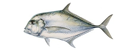 African Pompano