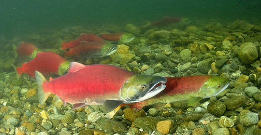 Sockeye-2-540x280.jpg