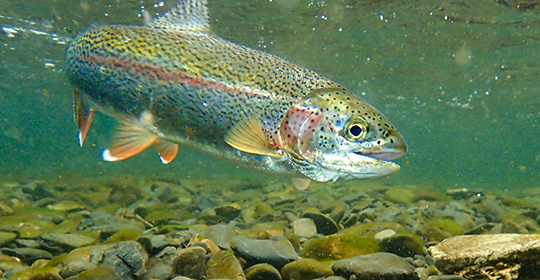 Rainbow-trout-540x280.jpg