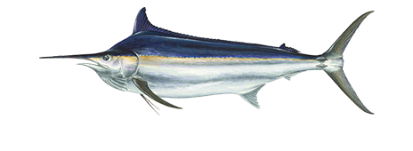 Black Marlin