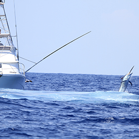 deep sea fishing marlin