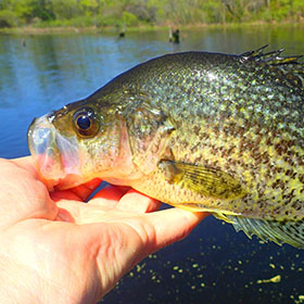 crappie