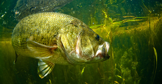 Bass-540x280.jpg