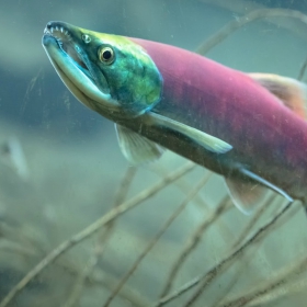 How to catch a Kokanee salmon in Wyoming