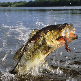 bass in the water jumping out