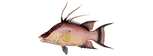 Hogfish