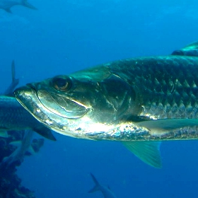 big Tarpon underwater 