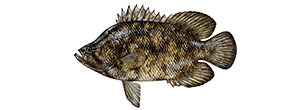 Tripletail