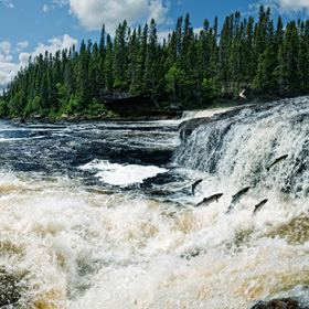 salmon fishing in rivers