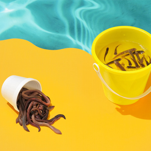 Top Freshwater Fishing Bait for Your Trip