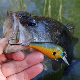 Bass in a pond