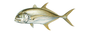 Pacific Crevalle Jack