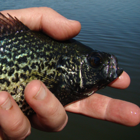 crappie fishing