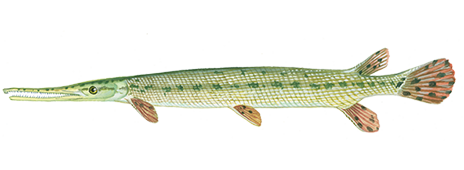 Longnose Gar - Take Me Fishing