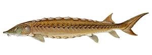 Sturgeon