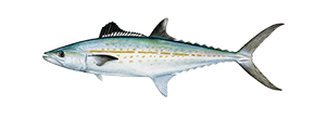 Cero Mackerel