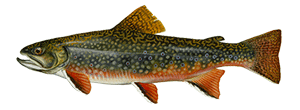 Brook Trout