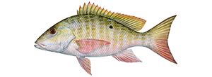 Mutton Snapper