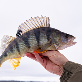 Person holding a yellow perch fish
