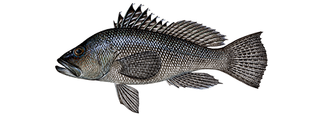 Black Sea Bass - Take Me Fishing