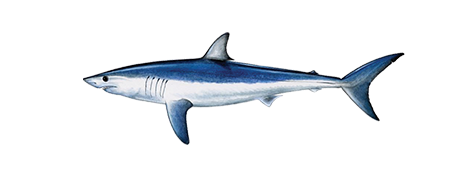 Mako Shark