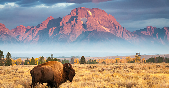 Wyoming-540x280.jpg